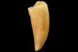 Serrated, Raptor Tooth - Real Dinosaur Tooth #179534-1